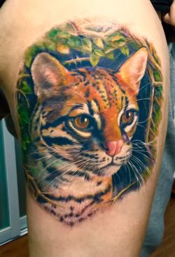 豹猫写实