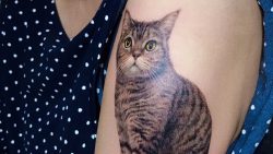 宠物猫