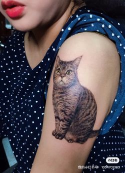 宠物猫